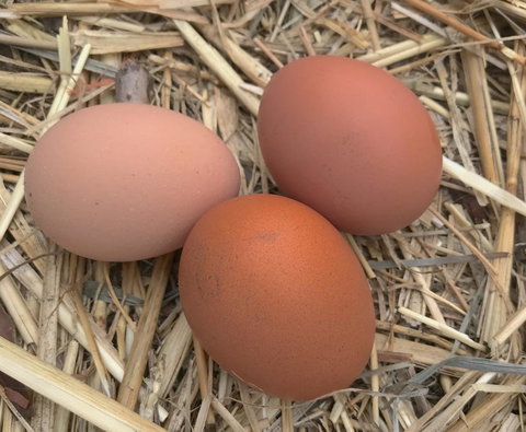 Taras Richmond Farmstay - Maitland Accommodation 26