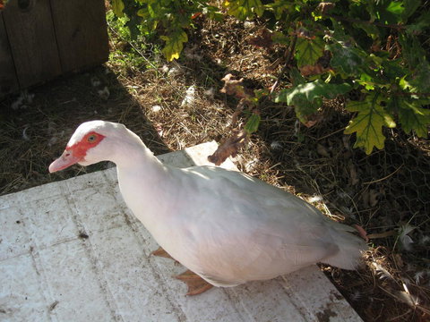 Taras Richmond Farmstay - Maitland Accommodation 21