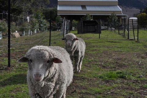 Taras Richmond Farmstay - Maitland Accommodation 14