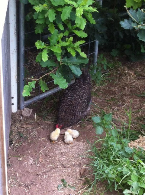 Taras Richmond Farmstay - Maitland Accommodation 25