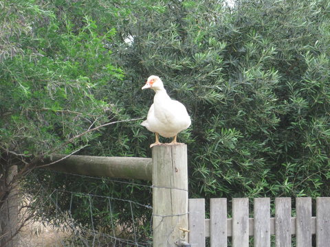 Taras Richmond Farmstay - Maitland Accommodation 16