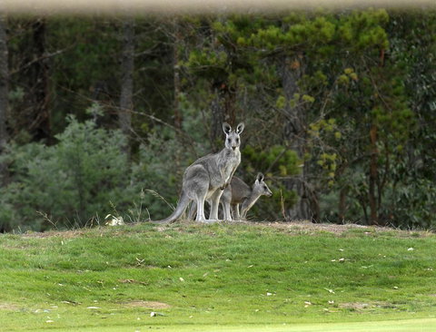 RACV Goldfields Resort - Maitland Accommodation 20
