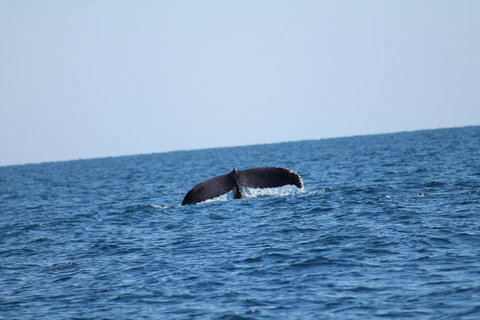 The Cove Holiday Village - Maitland Accommodation 1