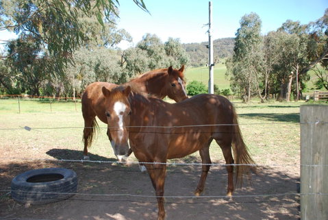 Bluegum Ridge Cottages - Maitland Accommodation 34