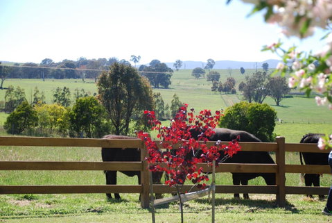 Bluegum Ridge Cottages - Maitland Accommodation 33