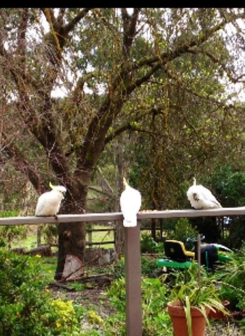 Australian Home Away @ Wonga Park Brushy Creek - Maitland Accommodation 20