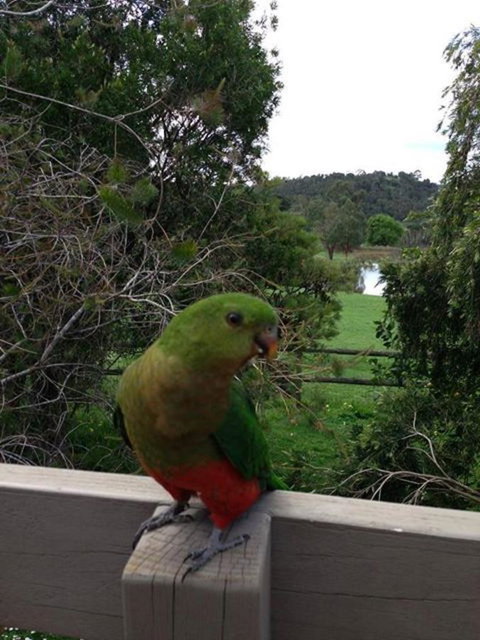 Australian Home Away @ Wonga Park Brushy Creek - Maitland Accommodation 18