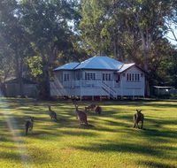 Lake Weyba Noosa Lodge  Kangaroos - Maitland Accommodation