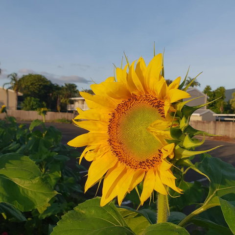 Palm Royale Cairns - Maitland Accommodation 4