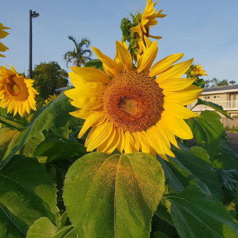 Palm Royale Cairns - Maitland Accommodation 1