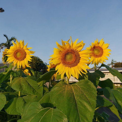 Palm Royale Cairns - Maitland Accommodation 3