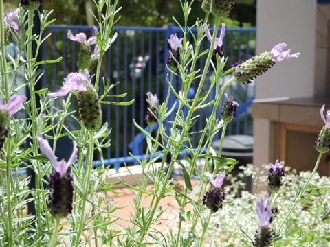 Surfers Beach Resort One - Maitland Accommodation 0