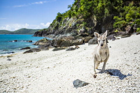 Daydream Island Resort - Maitland Accommodation 26