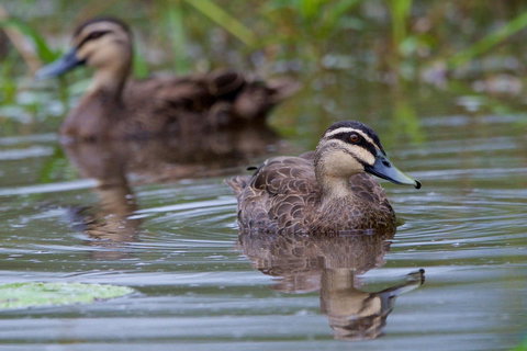 Soho Brisbane - Maitland Accommodation 2