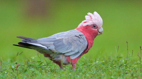 Soho Brisbane - Maitland Accommodation 6
