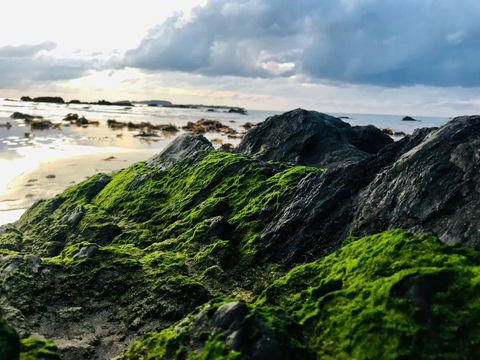 A Sanctuary At Denhams - Family & Pooch Friendly - Maitland Accommodation 2