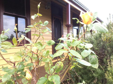 Albion Cottage - Maitland Accommodation 0