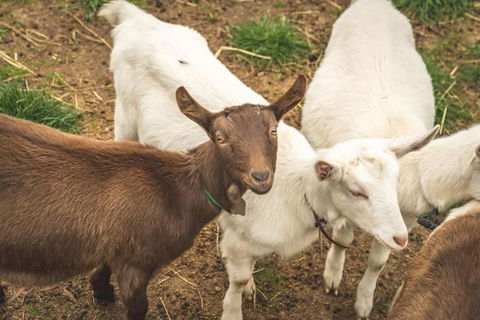 Altitude - A Tiny House Experience In A Goat Farm By Tiny Away - Maitland Accommodation 2