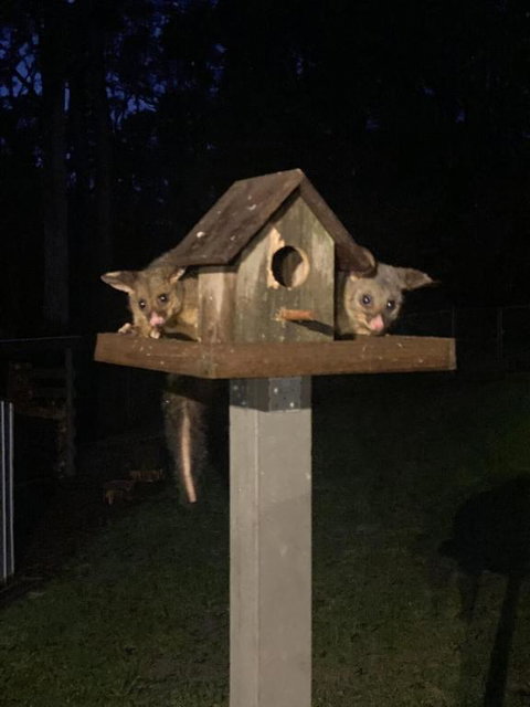 Deerhead Cabin - Maitland Accommodation 1