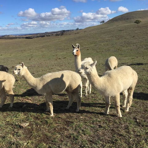 GOULBURN ALPACA FARM STAY - Maitland Accommodation 0