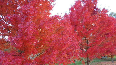 HEALESVILLE GETAWAY - Maitland Accommodation 0
