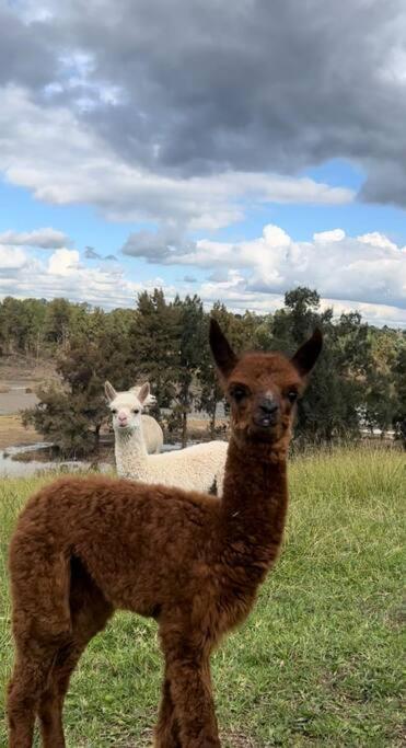 Hill Top Tiny River House - Maitland Accommodation 1