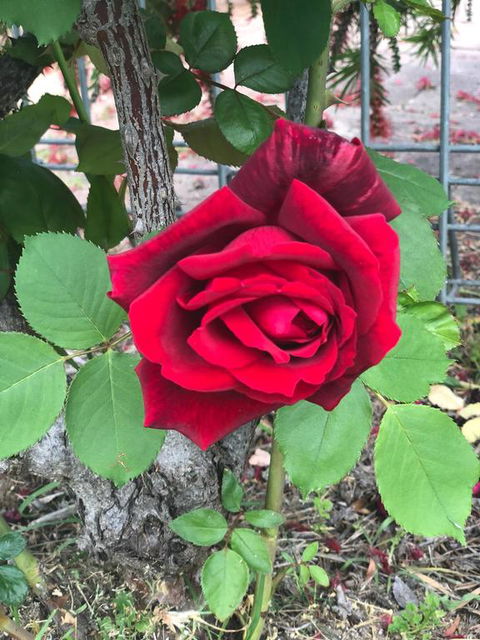 Alfa Motel - Maitland Accommodation 2