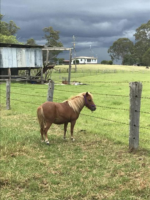 AMs Farm Stay - Maitland Accommodation 0