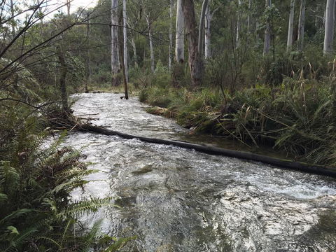 Ariane - Maitland Accommodation 3