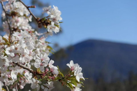 Mountains And Treetops Retreat - Nature Getaway - Maitland Accommodation 3