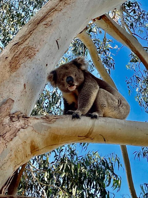 MrandMrs Fish Cabins - Maitland Accommodation 1