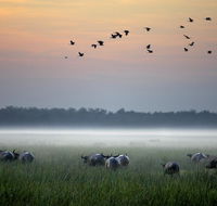 Bamurru Plains - Maitland Accommodation
