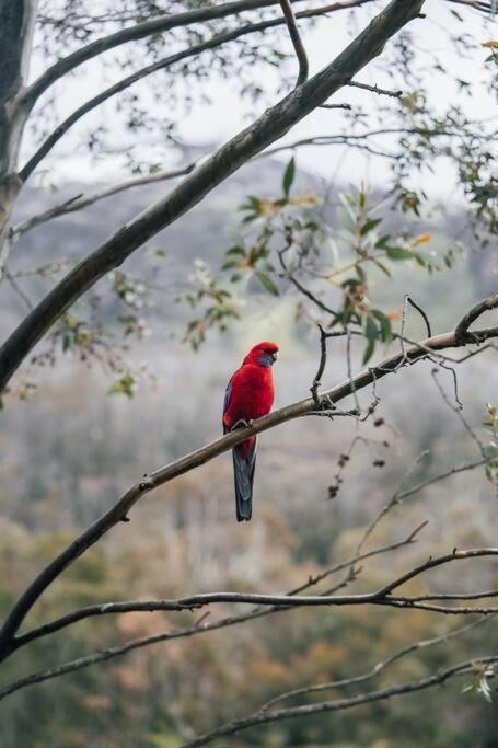 Riverside Cabin 18 Thredbo - Maitland Accommodation 1