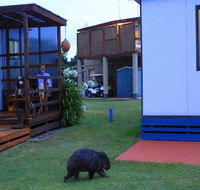 BIG4 Kelso Sands Holiday  Native Wildlife Park - Maitland Accommodation