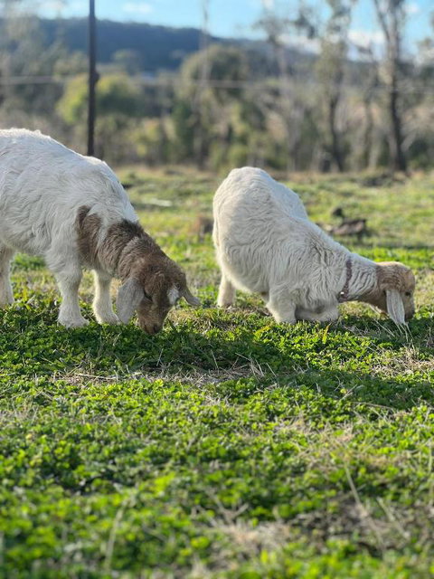 The Rocky At Stones Throw Away By Tiny Away - Maitland Accommodation 1