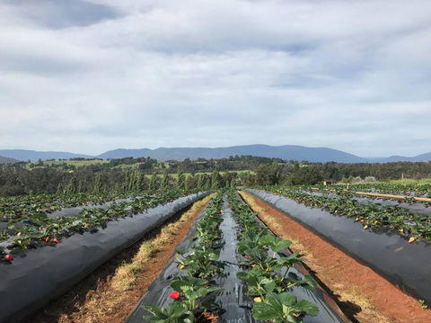 Yarra Valley Tiny Farm - Maitland Accommodation 2