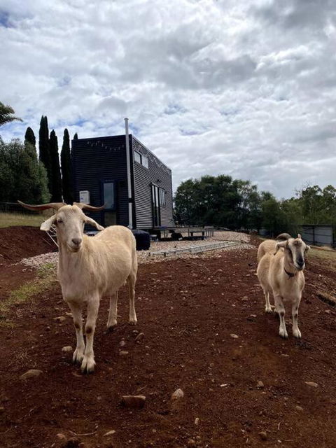 Yarra Valley Tiny Farm - Maitland Accommodation 3