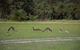 Yanchep & Lancelin - Wildlife, Cave And Sands - thumb 0