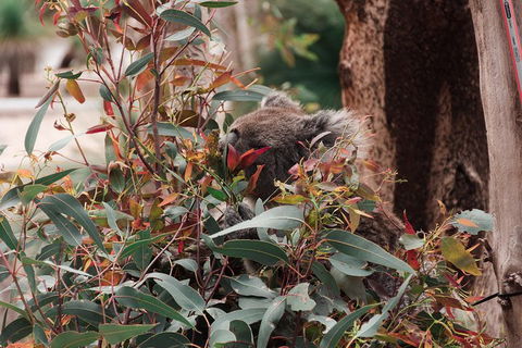 Yanchep & Lancelin - Wildlife, Cave And Sands - Maitland Accommodation 1