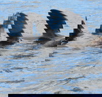 Twilight Sail Bruny Island - Maitland Accommodation