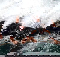 Cruise in Moreton Bay Marine Park and Moreton Island - Maitland Accommodation