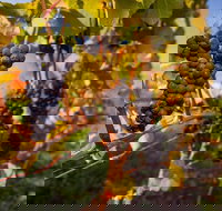 Full Day Tamar Valley Wine Tour - Maitland Accommodation