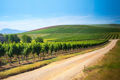 Full Day Tamar Valley Wine Tour - Maitland Accommodation 1