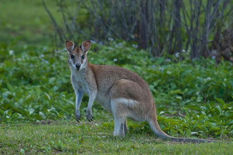 Cairns 4WD Waterfall And Rainforest Tour Including Kuranda Scenic Railway - Maitland Accommodation 2