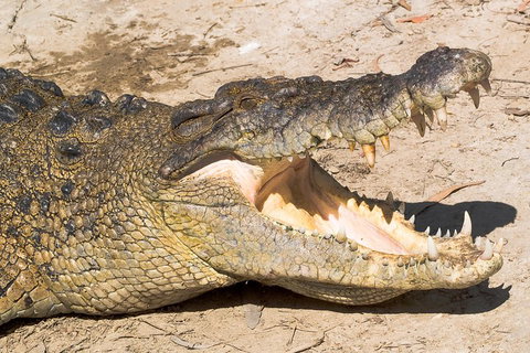 Cape Tribulation, Mossman Gorge, And Daintree Rainforest Premium Day Tour - Maitland Accommodation 1