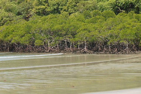 Cape Tribulation, Mossman Gorge, And Daintree Rainforest Premium Day Tour - Maitland Accommodation 4