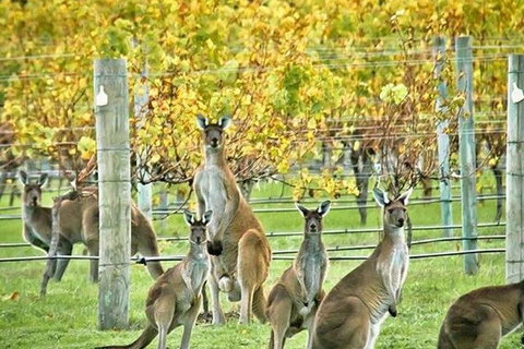 Three Day Charter Margaret River Region (inbound Melbourne Travelers) - Maitland Accommodation 5