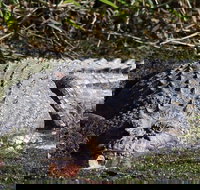 Full Day Tour in the Daintree - Maitland Accommodation