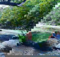 Afternoon Half-Day Daintree Rainforest and River Tour - Maitland Accommodation