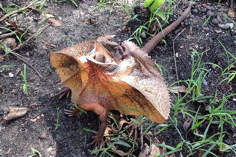 Litchfield National Park And Jumping Crocodile Cruise - Maitland Accommodation 1